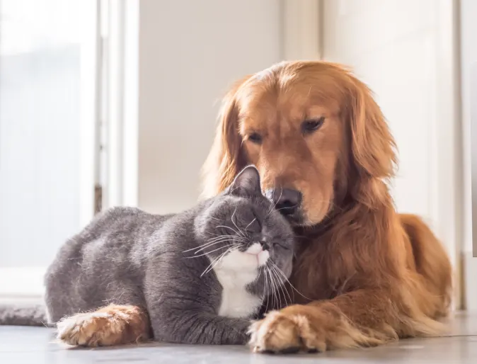 Dog and cat laying on each other in house